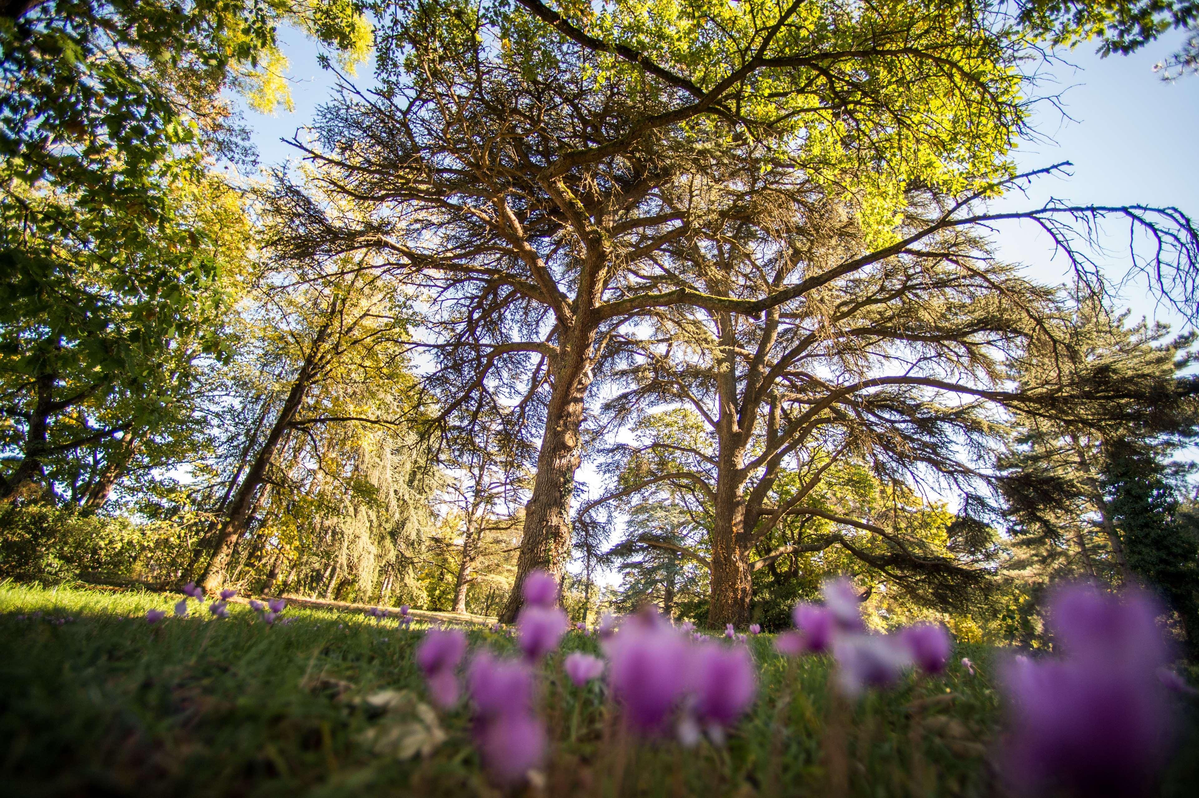 Best Western Premier Le Domaine De Montjoie Ramonville-Saint-Agne Eksteriør billede
